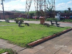 Jacuípe envia à Câmara Lei que captura animais e aplica multa aos donos