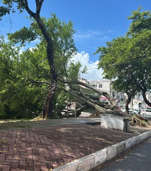 Árvore cai durante chuva e interdita avenida em Maceió