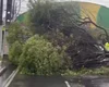 Árvore cai e interdita via no Jaraguá