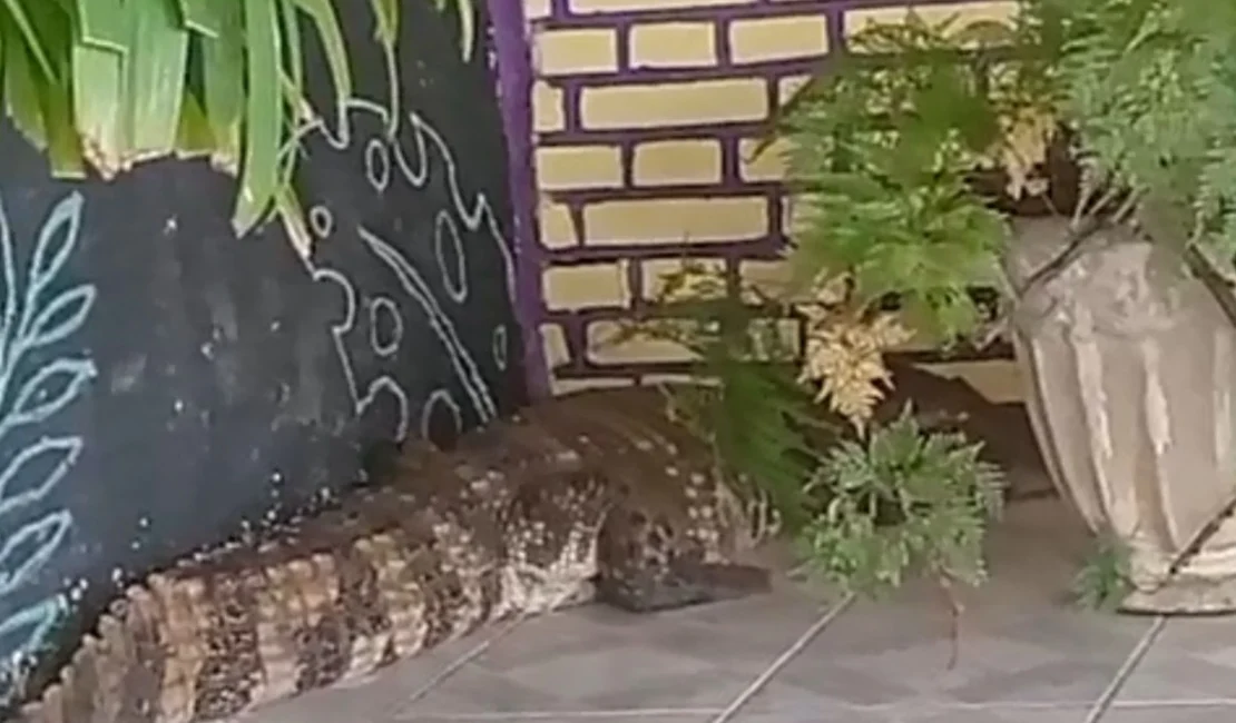 [Vídeo] Jacaré invade casa e assusta moradores em Marechal Deodoro; BPA é acionado