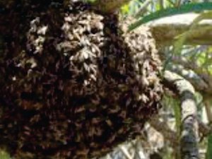 Dois homens deram entrada na UE depois de serem picados por abelhas