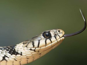 Dançarina é encontrada morta com duas cobras em quarto de boate em SP