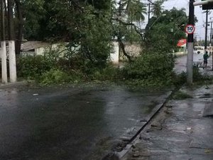 Fortes chuvas derrubam árvore e interrompem trânsito no bairro do Mutange