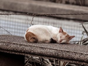 Campanha vacina gatos nesta quarta-feira (29) no bairro do Pinheiro
