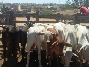 Feira do Gado de Arapiraca movimenta economia