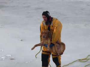 Bombeiros resgatam cachorro idoso de lago congelado nos EUA