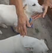 Polícia Civil esclarece caso de supostos maus-tratos a cachorros transportados em caminhonete