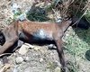 Égua ferida é abandonada é abandonada para morrer em Palmeira dos Índios