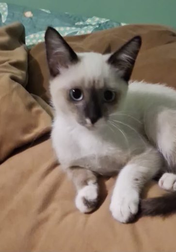 Gata de apoio emocional para idoso com depressão desaparece em Arapiraca