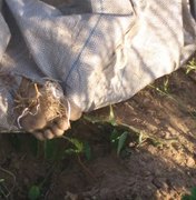 Crianças encontram corpo embrulhado em saco em Limoeiro de Anadia