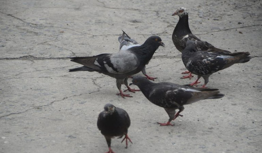 [Vídeo] População de pombos cresce em Arapiraca e acende alerta para riscos à saúde