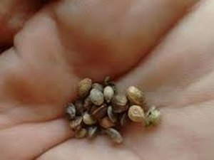 Jovem é preso com crack e sementes de maconha, em Maceió 