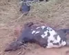 [Vídoe] Animais são encontrados mortos em propriedade rural de Palmeira dos Índios