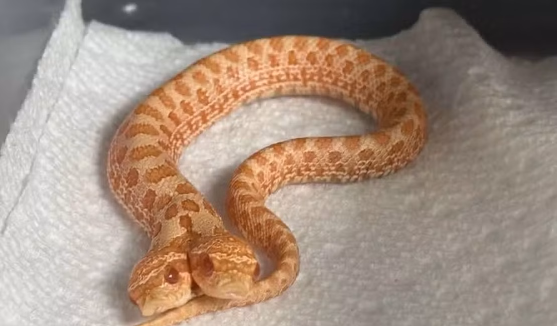 Cobra rara surpreende ao nascer com duas cabeças, que brigam entre si