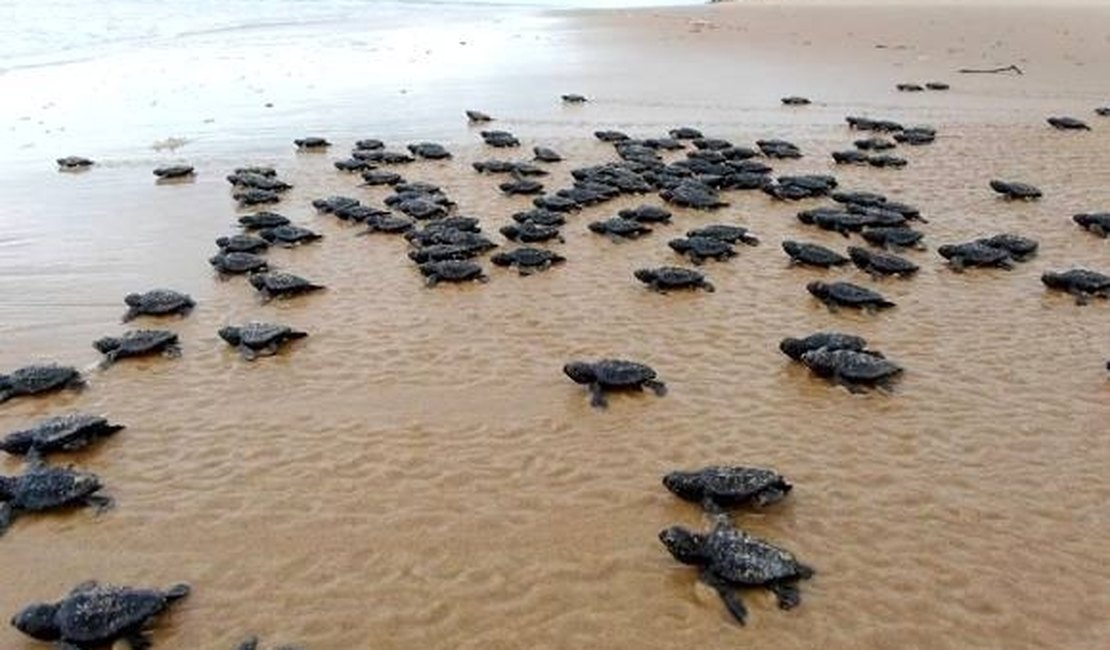 [Vídeo] Atraídas pela luz artificial, tartarugas morrem atropeladas em Maceió 