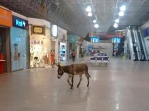 Jumento é flagrado em saguão do Aeroporto de Aracaju