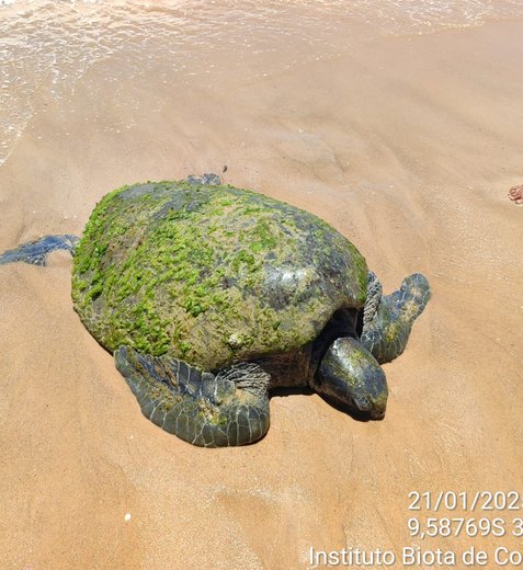 Alagoas tem mais de 500 registros de encalhe de tartarugas marinhas em 2025