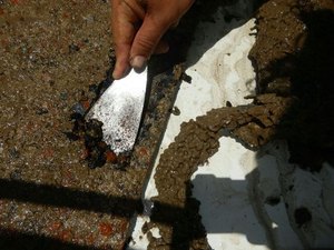 IMA analisa placas para identificar presença do coral-sol na costa alagoana