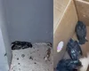 Biomédica resgata aves atropeladas em estacionamento de shopping