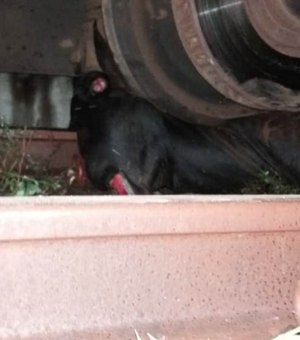 CBTU Maceió registra aumento de acidentes envolvendo animais nas ferrovias