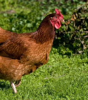 Ceará confirma primeiro foco de gripe aviária em aves domésticas no interior do estado