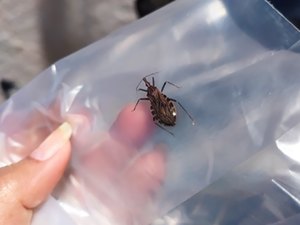 Saúde tem postos para recolher barbeiro transmissor da doença de Chagas