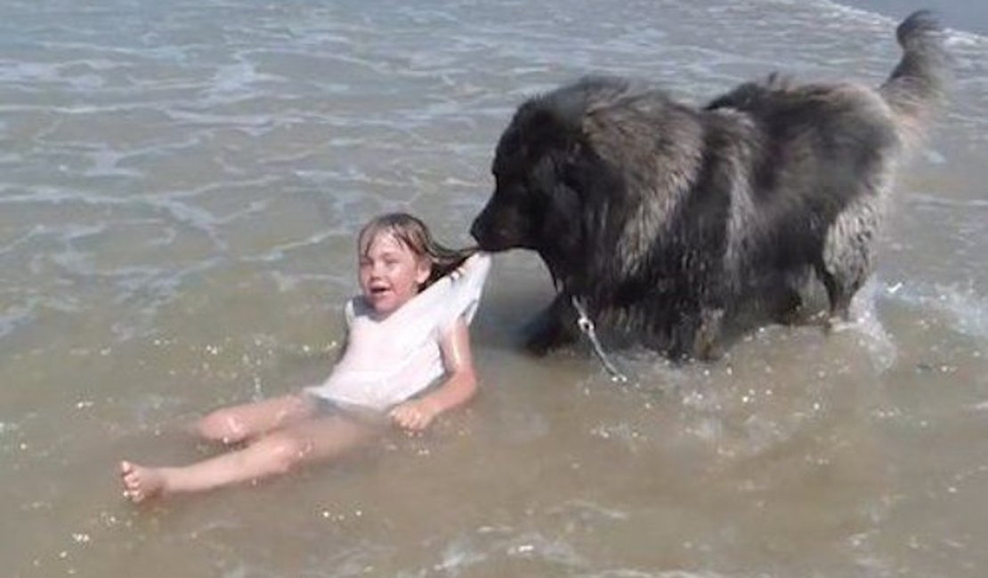 [Vídeo] Cão entra no mar e resgata neta do dono por achar que ela estava em apuros