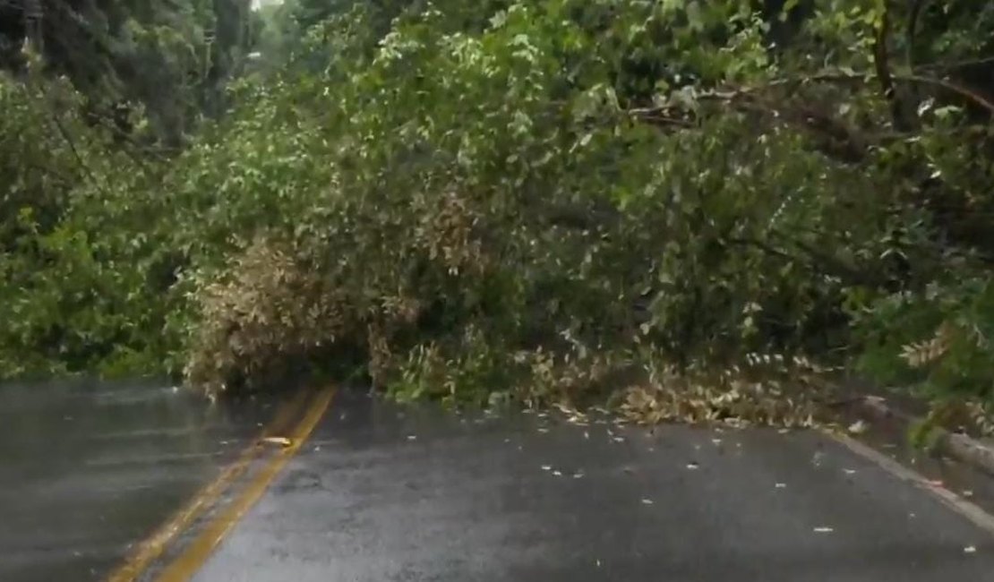 Árvore cai e interdita Avenida Hélio de Castro Vasconcelos