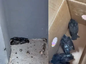 Biomédica resgata aves atropeladas em estacionamento de shopping