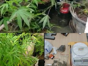 Polícia Civil flagra estufa com pés de maconha e prende dois em Paripueira