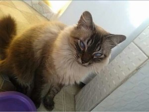 Família procura por gato desaparecido em Arapiraca