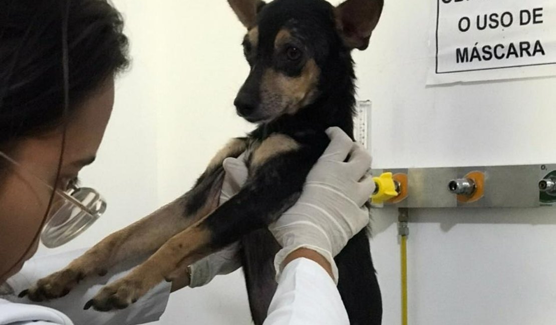 Polícia Civil resgata cadela após denúncia de abuso e maus tratos em Maceió