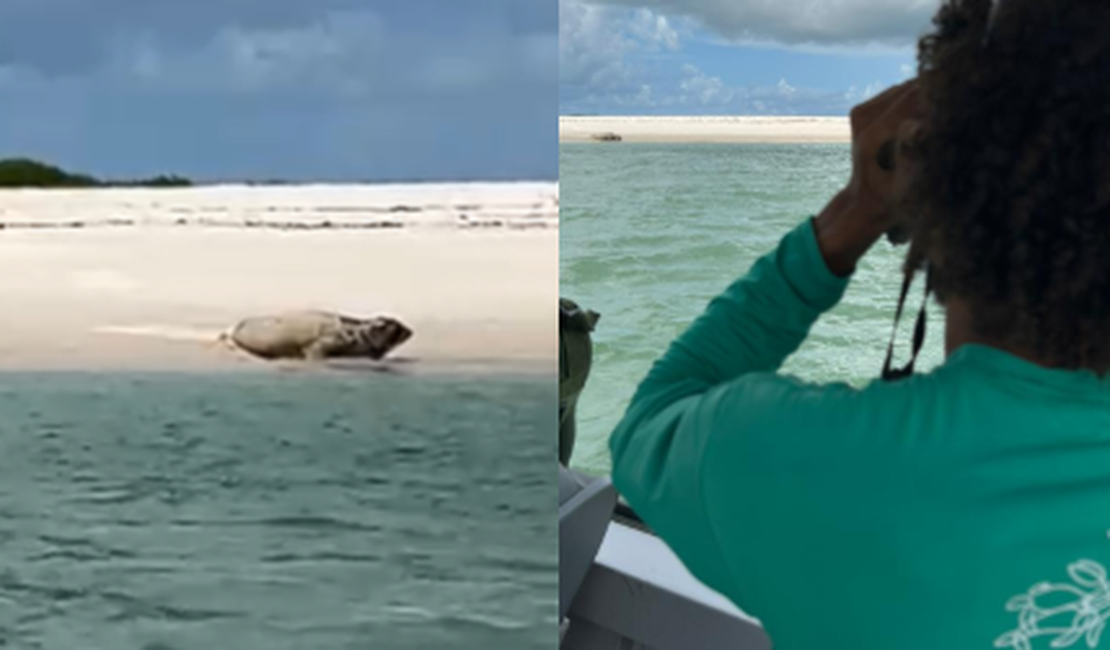[Vídeo] Elefante-marinho volta a ser avistado em praia do Litoral Sul de Alagoas