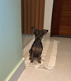 Família arapiraquense procura por filhote de Pinscher supostamente sequestrada na zona rural