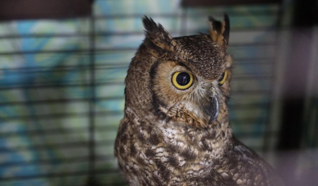 Maconha e animais silvestres: o que foi encontrado na Operação Watergate em AL