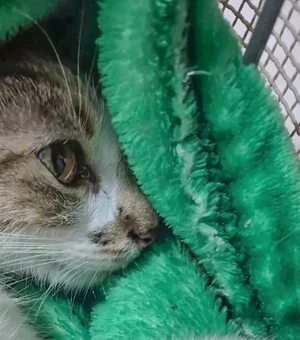 Mulher é presa após arremessar gata do 12º andar de prédio em Curitiba