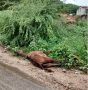 Animal morre eletrocutado devido a fio de radar eletrônico no Sertão