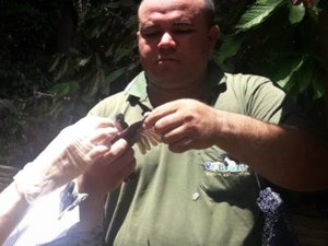 Aves são encaminhadas à região de distribuição de espécie e ao Parque dos Falcões
