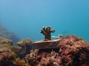 Projeto Corais de Alagoas inicia plantio nos recifes da Praia de Pajuçara