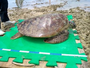 Tartaruga perde o tempo da maré e fica presa em piscina natural na Ponta Verde