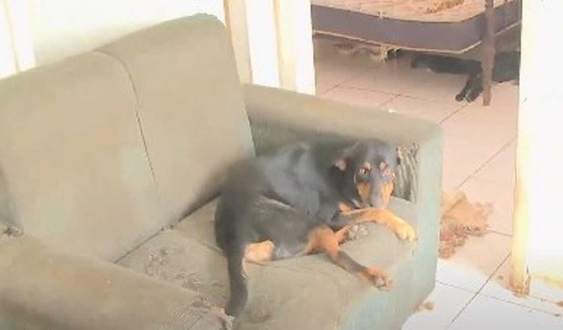 Cachorros abandonados em apartamento são resgatados no Benedito Bentes