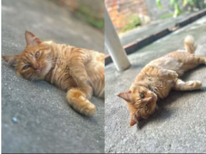 Família pede ajuda para localizar gatinho que desapareceu no ﻿bairro Benedito Bentes, em Maceió