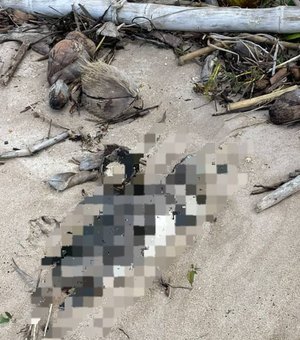 Mais um pinguim encalha morto no litoral de Alagoas