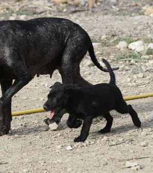 Envenenamento de cães abandonados causa indignação no Líbano