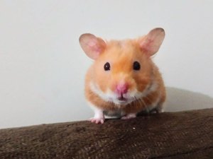 Bombeiros usam aspirador de pó para resgatar hamster de tubulação
