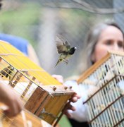 De volta à natureza: aves ganham liberdade no Dia da Consciência Negra