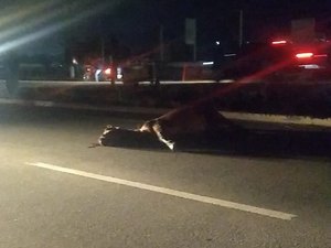 Acidente envolvendo cavalo na pista deixa trânsito lento na AL 101 Sul