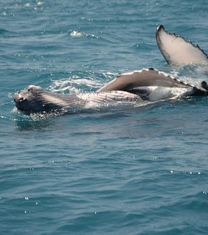Pesquisadores da UFAL registram encontro com baleias-jubarte no Litoral Sul de Alagoas