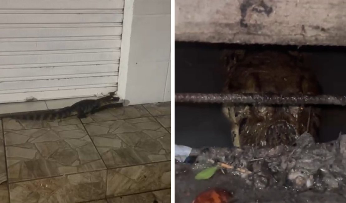 Jacarés são flagrados circulando por ruas e canais em cidade do Litoral Sul de Alagoas