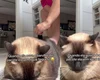 [Vídeo] Gata arranca risadas ao exigir lenço umedecido para a própria higiene